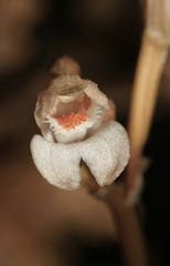 Didymoplexis micradenia