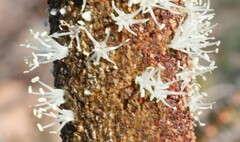 Xanthorrhoea drummondii