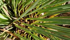 Xanthorrhoea drummondii