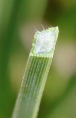 Xanthorrhoea drummondii