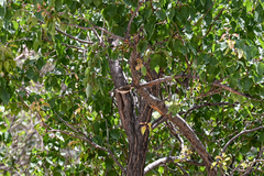 Oenanthe melanoleuca