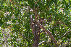 Oenanthe melanoleuca