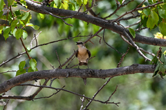 Oenanthe melanoleuca