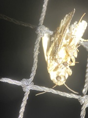 Hoplostega ochroma