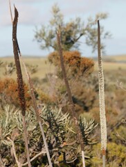 Xanthorrhoea drummondii