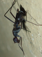 Micropezidae