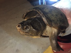 Kinosternon herrerai