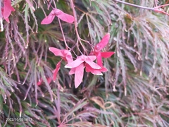 Acer palmatum dissectum