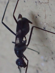 Micropezidae