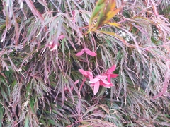 Acer palmatum dissectum