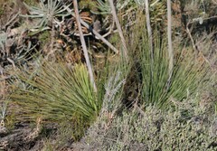 Xanthorrhoea drummondii
