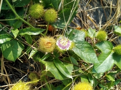 Passiflora vesicaria
