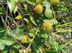 Passiflora vesicaria