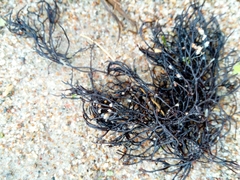 Furcellaria lumbricalis