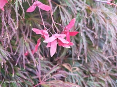 Acer palmatum dissectum
