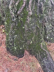 Dicranum montanum