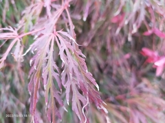 Acer palmatum dissectum