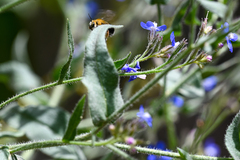 Anchusa azurea