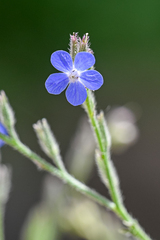 Anchusa azurea