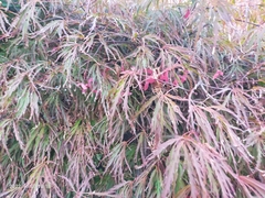 Acer palmatum dissectum