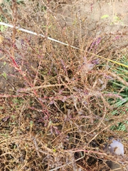 Salsola tragus