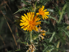 Scolymus hispanicus
