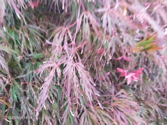 Acer palmatum dissectum