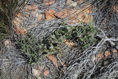 Phaenocoma prolifera