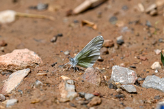 Leptidea duponcheli
