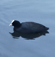 Fulica atra