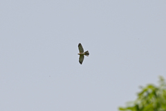 Accipiter brevipes