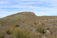 Leucadendron teretifolium