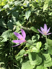 Colchicum