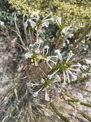 Chascanum