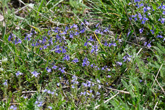 Veronica multifida