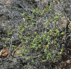 Oedera squarrosa