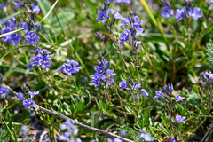 Veronica multifida