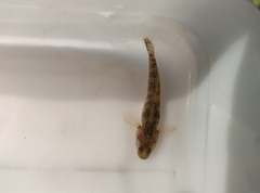 Rhinogobius rubromaculatus