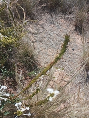 Chascanum