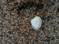 Cerastoderma