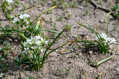 Ornithogalum umbellatum