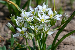 Ornithogalum umbellatum