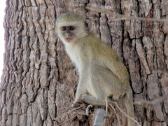 Chlorocebus cynosuros