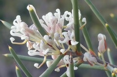 Hakea obliqua