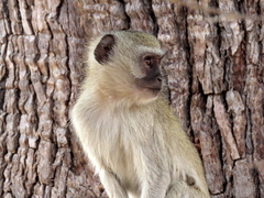Chlorocebus cynosuros