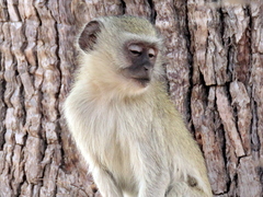 Chlorocebus cynosuros
