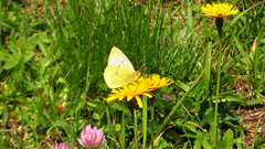 Colias phicomone