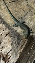 Dalmatolacerta oxycephala