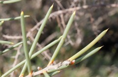 Hakea obliqua