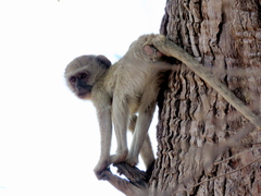 Chlorocebus cynosuros